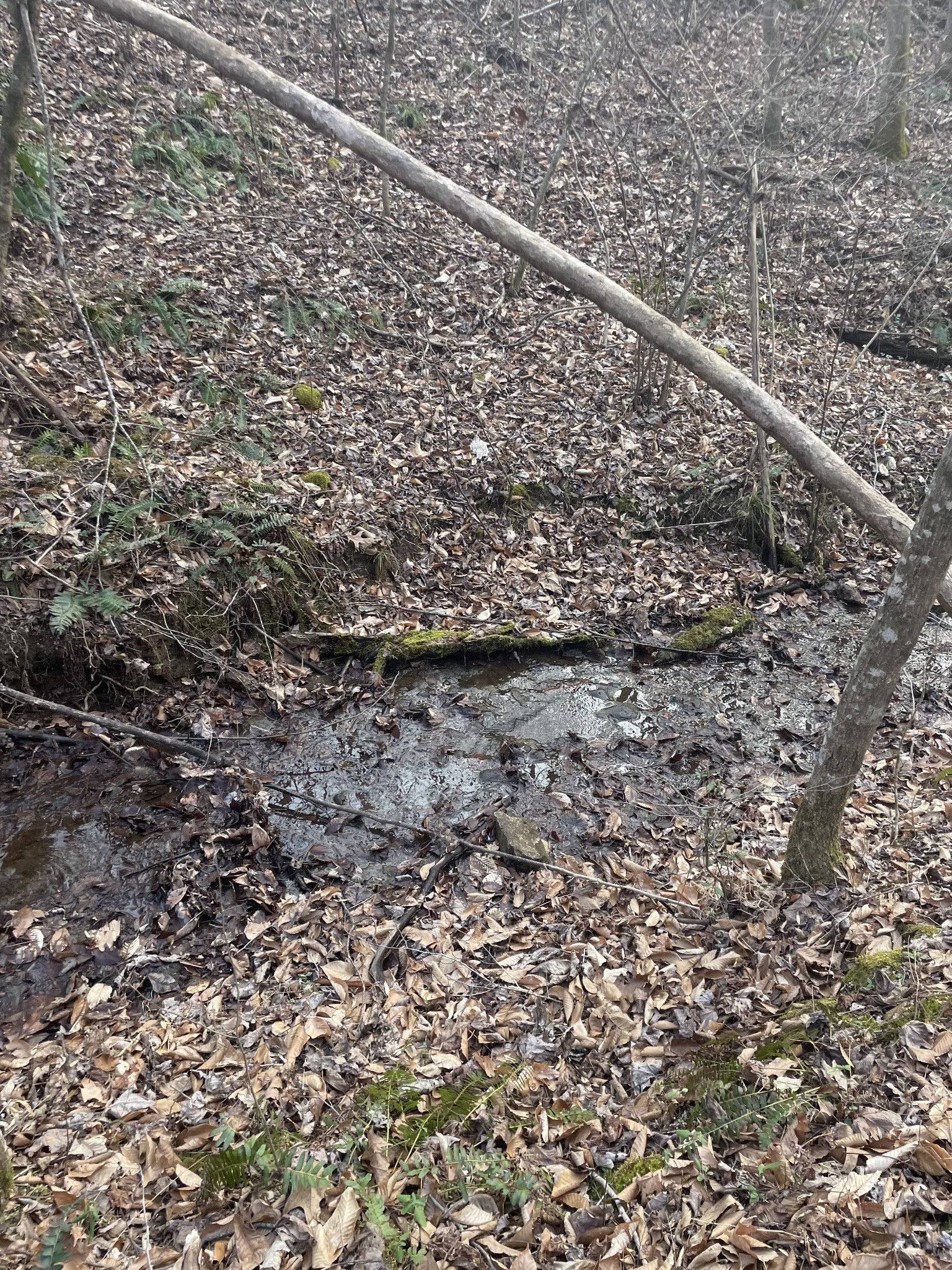 0 Sugar Tree Knob Road Liberty TN 37095