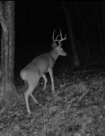 0 Sugar Tree Knob Road Liberty TN 37095