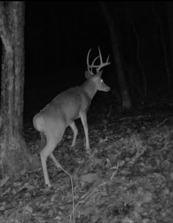 0 Sugar Tree Knob Road Liberty TN 37095