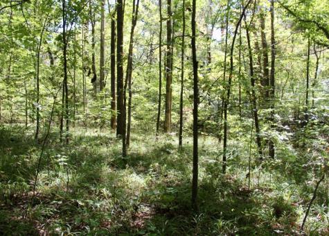 0 Jackson Cabin Road Kingston Springs TN 37082
