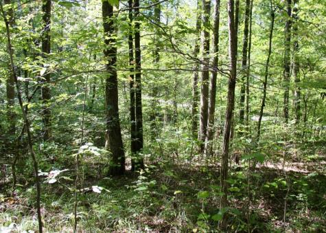 0 Jackson Cabin Road Kingston Springs TN 37082