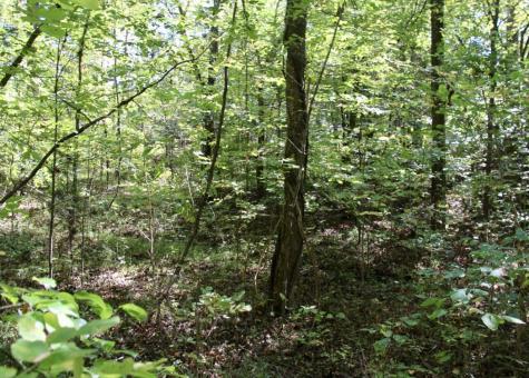 0 Jackson Cabin Road Kingston Springs TN 37082