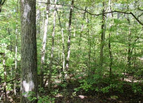 0 Jackson Cabin Road Kingston Springs TN 37082