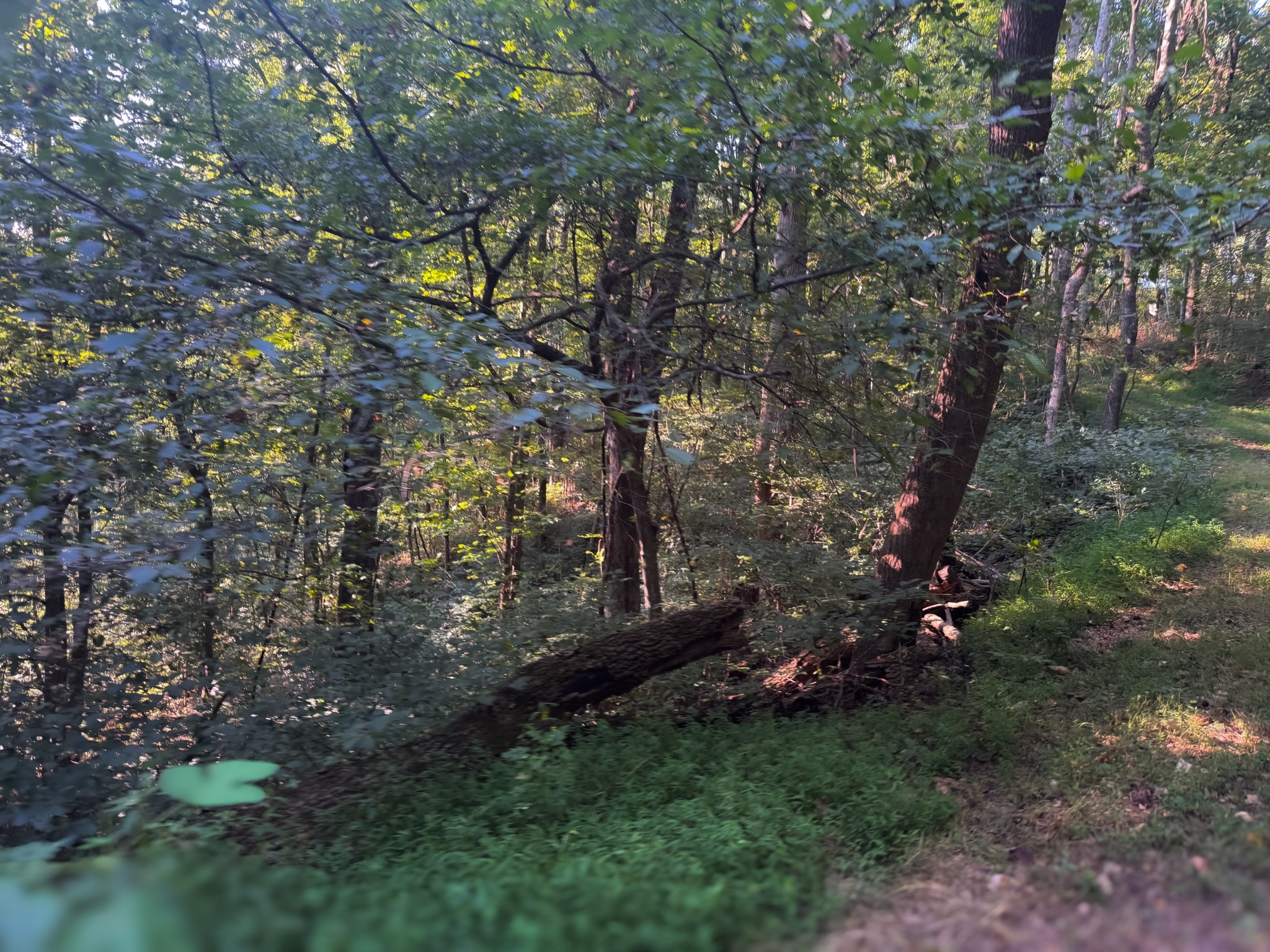 0 Lazy Branch Road Wartrace TN 37183