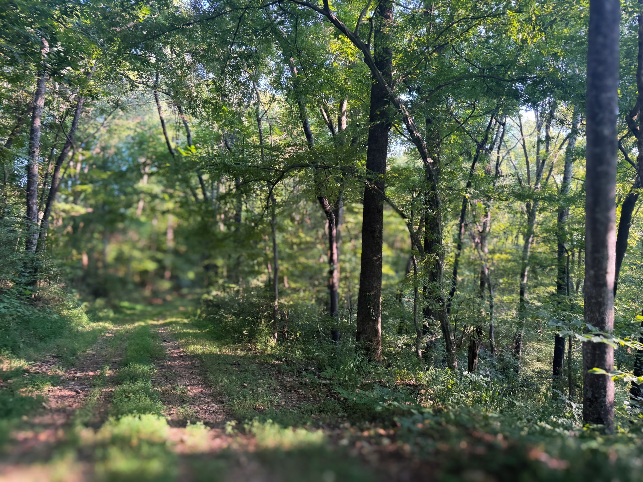 0 Lazy Branch Road Wartrace TN 37183