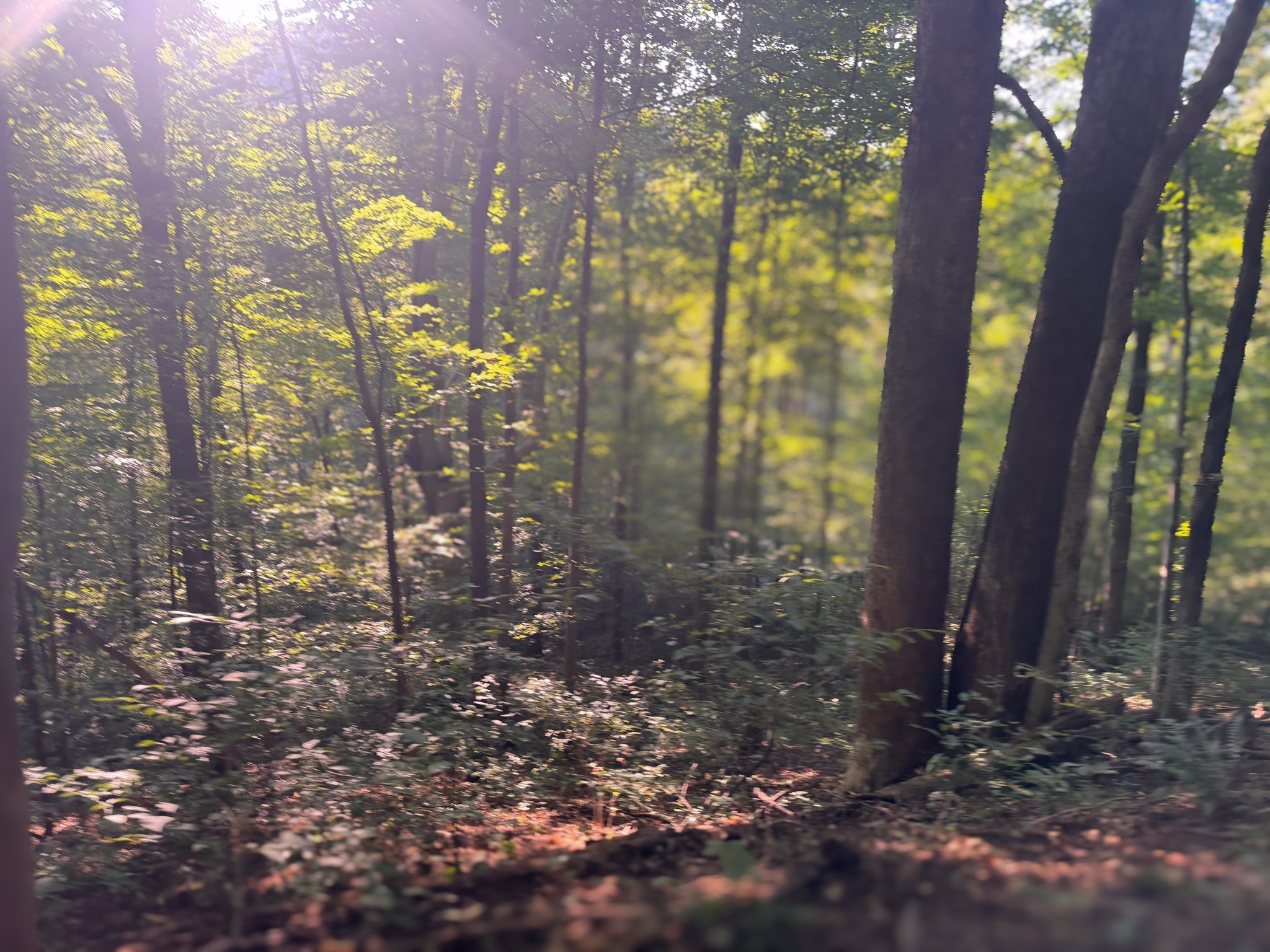 0 Lazy Branch Road Wartrace TN 37183