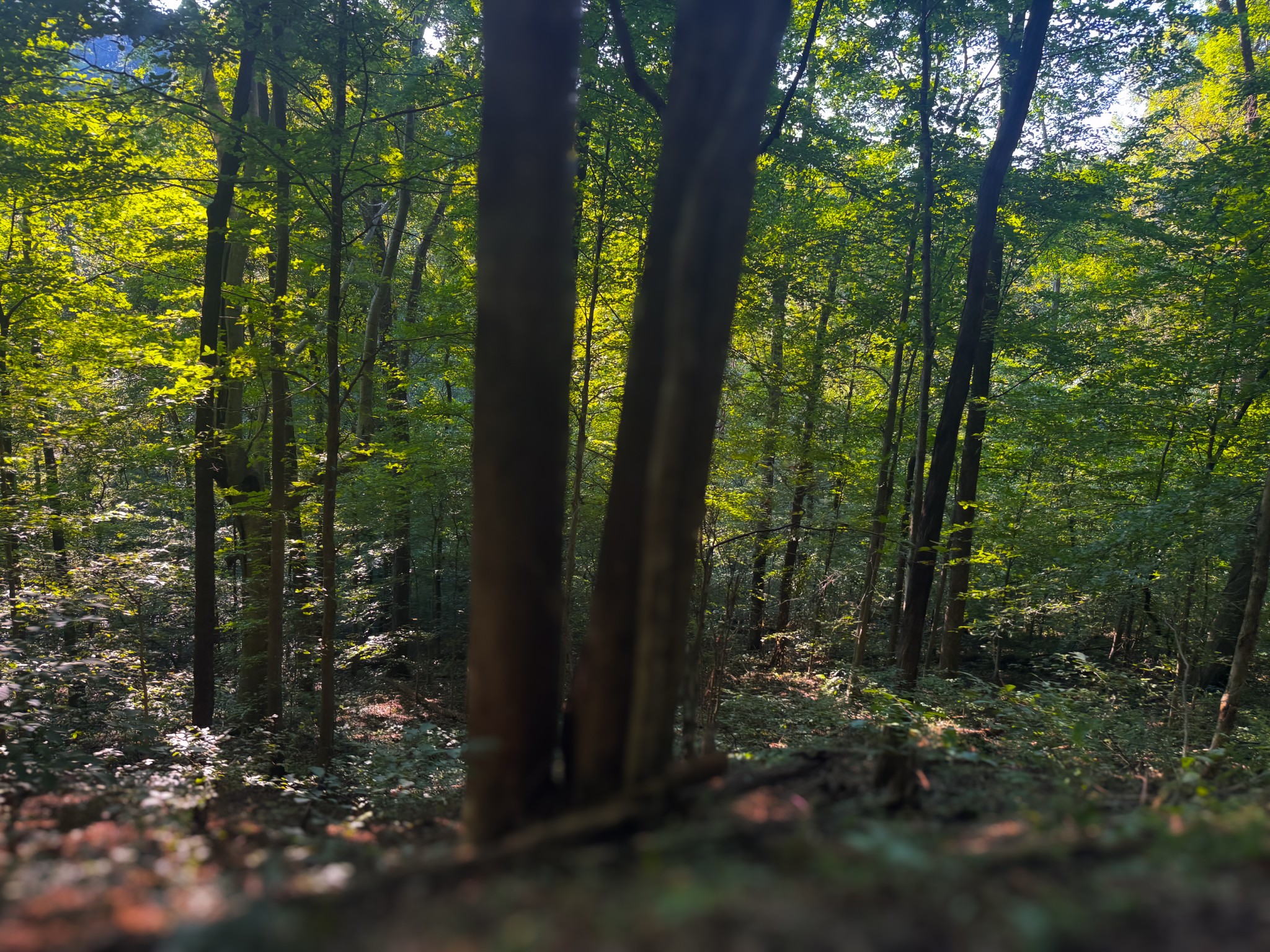 0 Lazy Branch Road Wartrace TN 37183