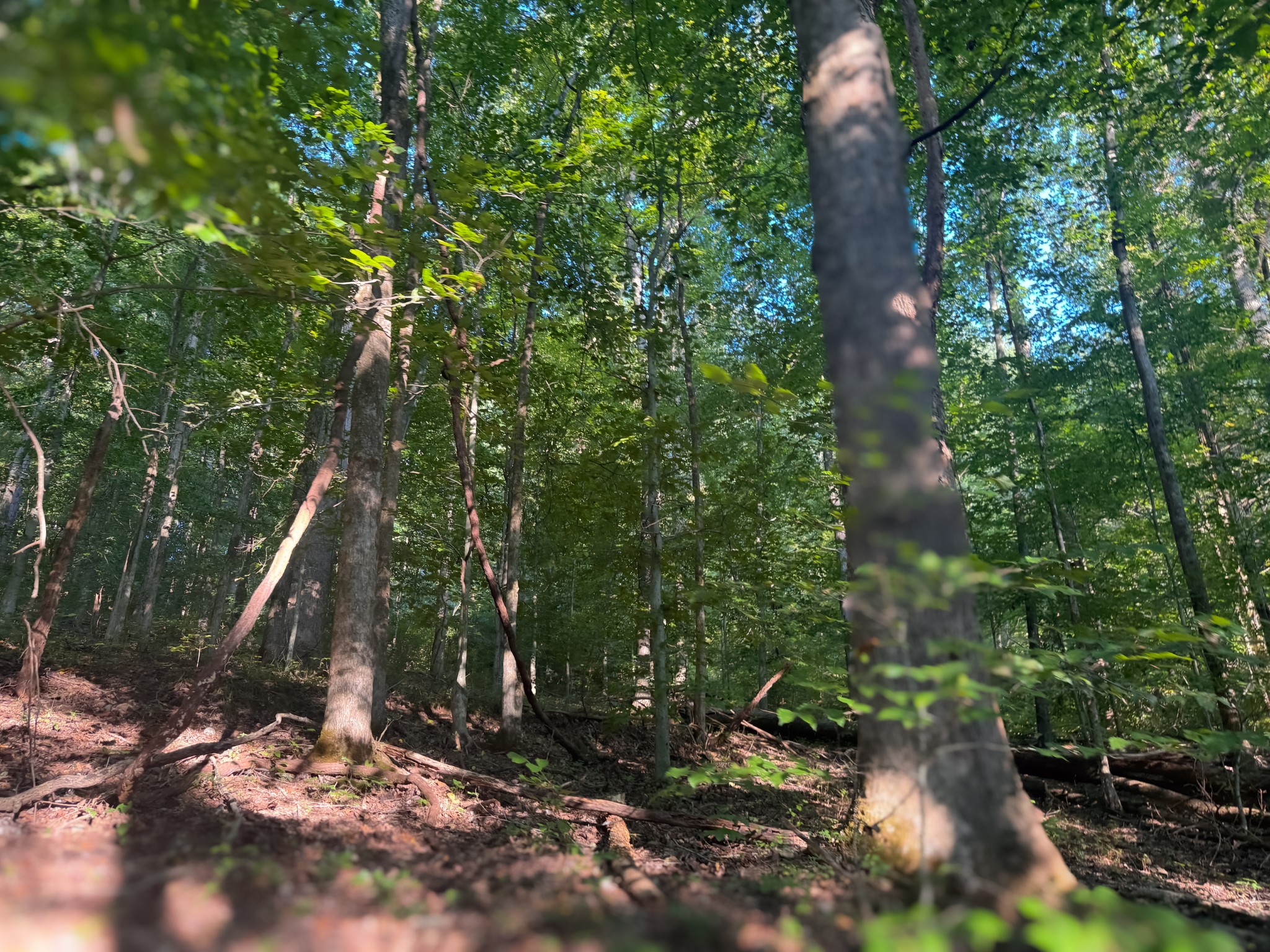 0 Lazy Branch Road Wartrace TN 37183