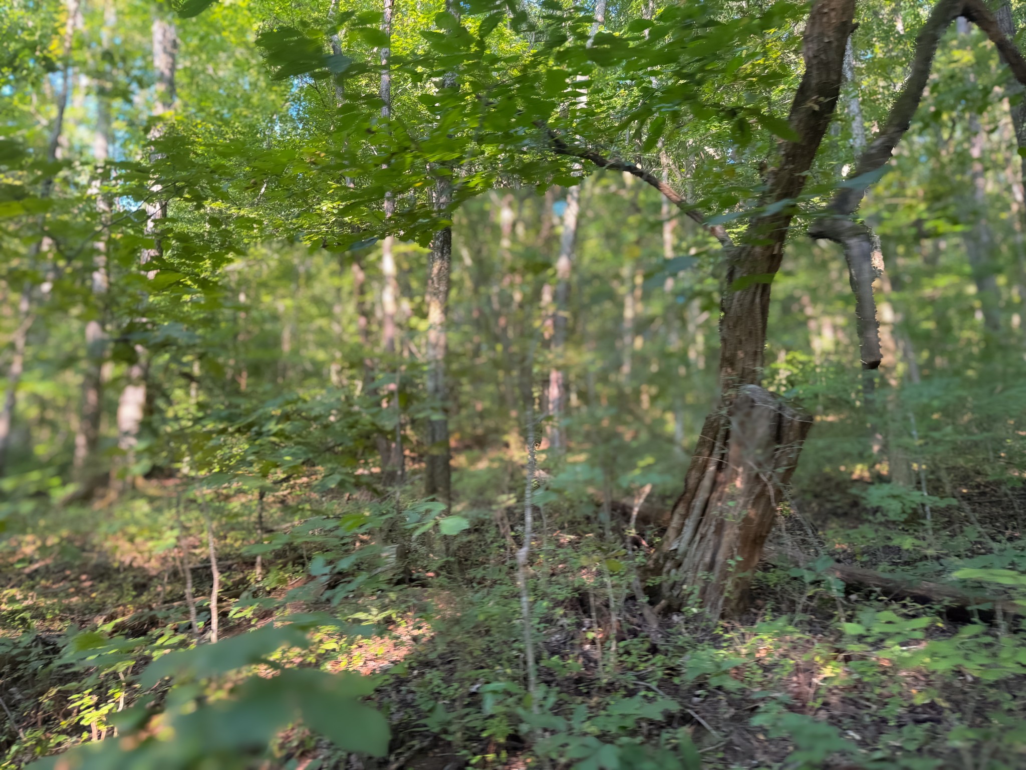 0 Lazy Branch Road Wartrace TN 37183