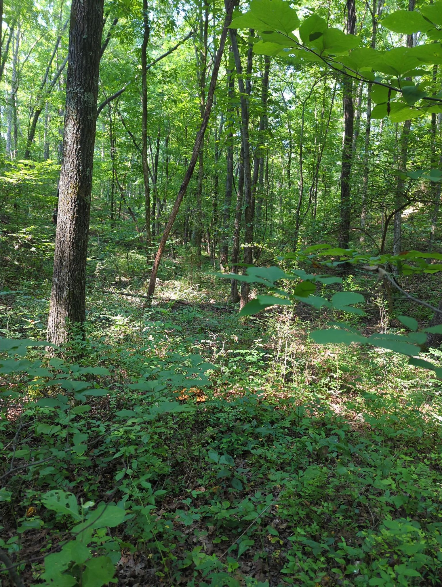 1346 Elliot Road Nunnelly TN 37137
