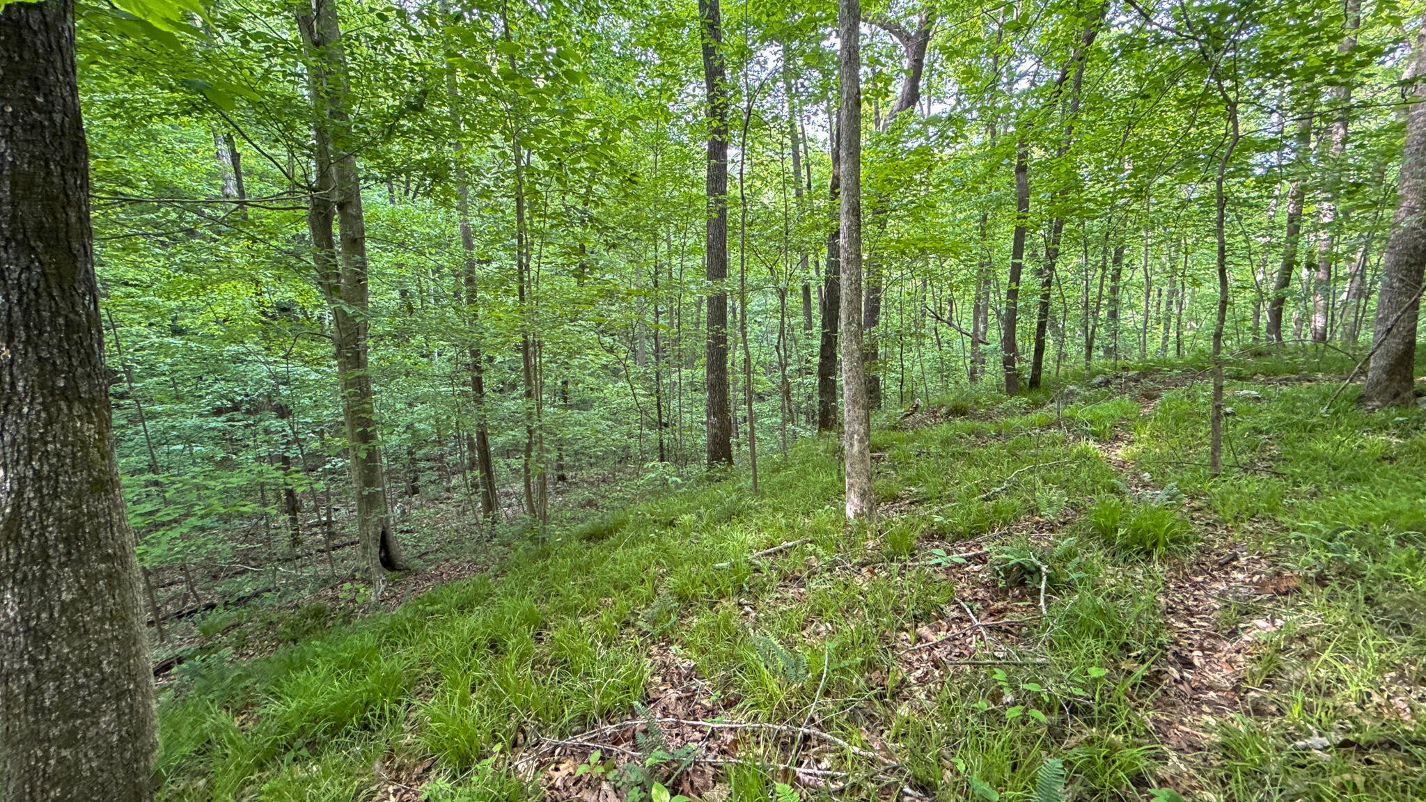 0 Murphy Hollow Trenton GA 30752