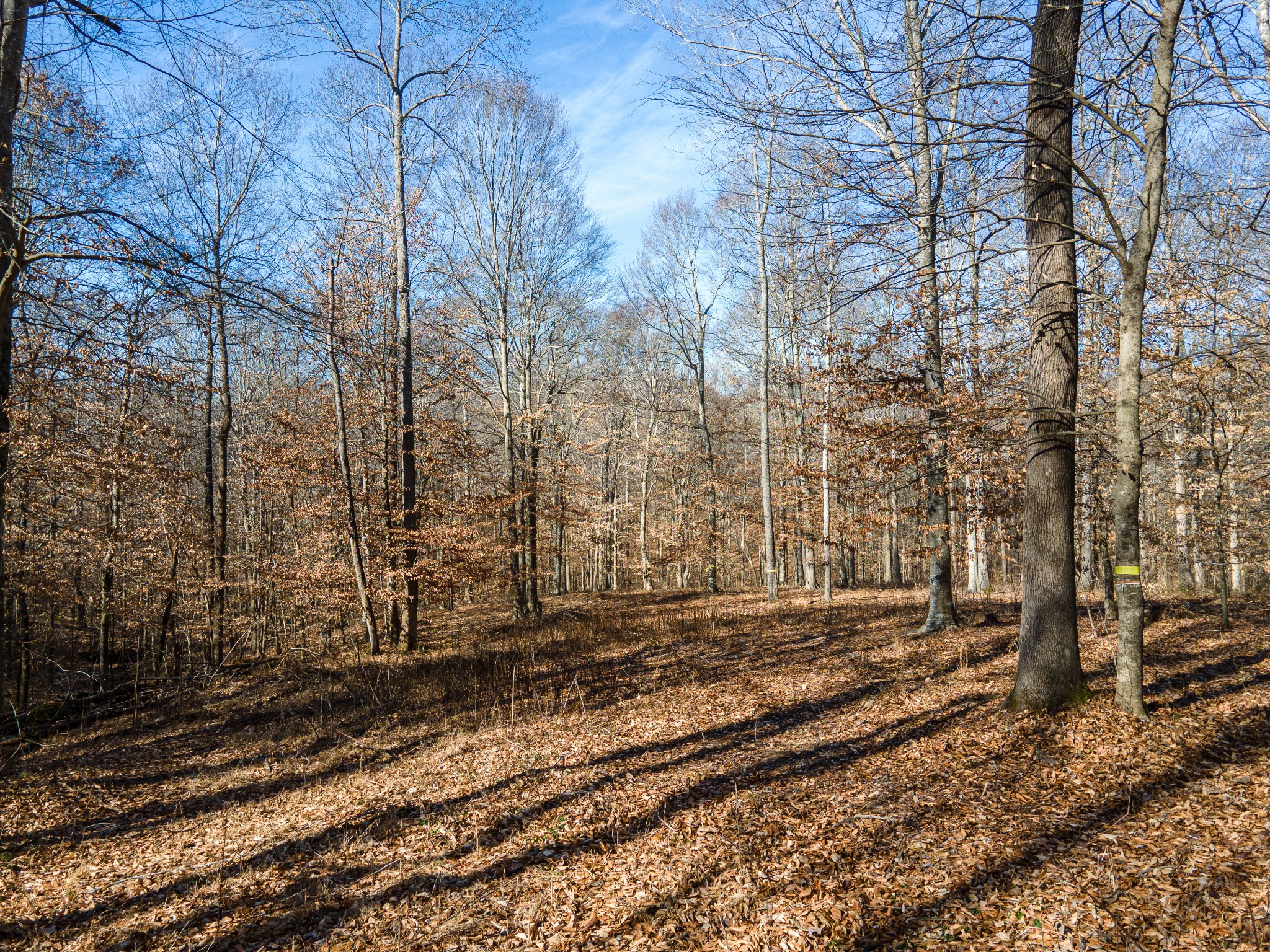 0 Highway 49 Off Ashland City TN 37015