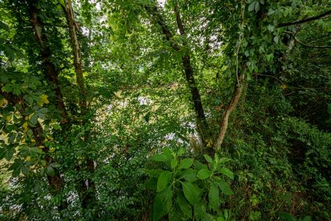 0 Joe Gulley Road Pulaski TN 38478