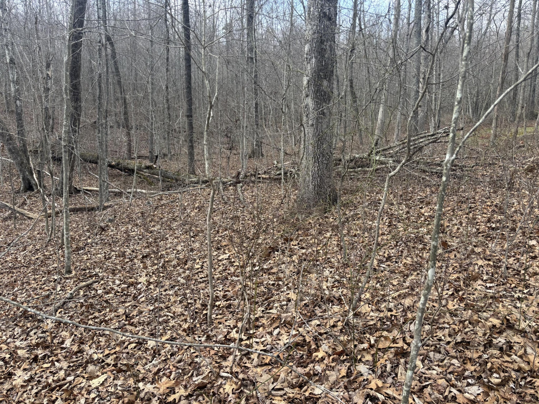 161 Quail Lane Dunlap TN 37327
