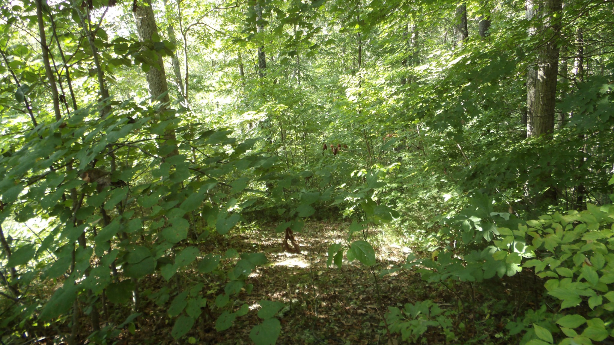 4179 Old Livingston Highway Celina TN 38551