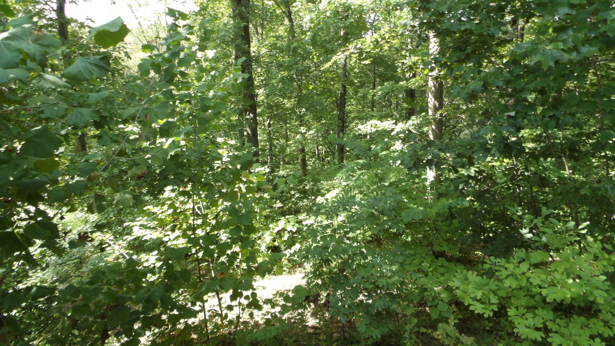4179 Old Livingston Highway Celina TN 38551