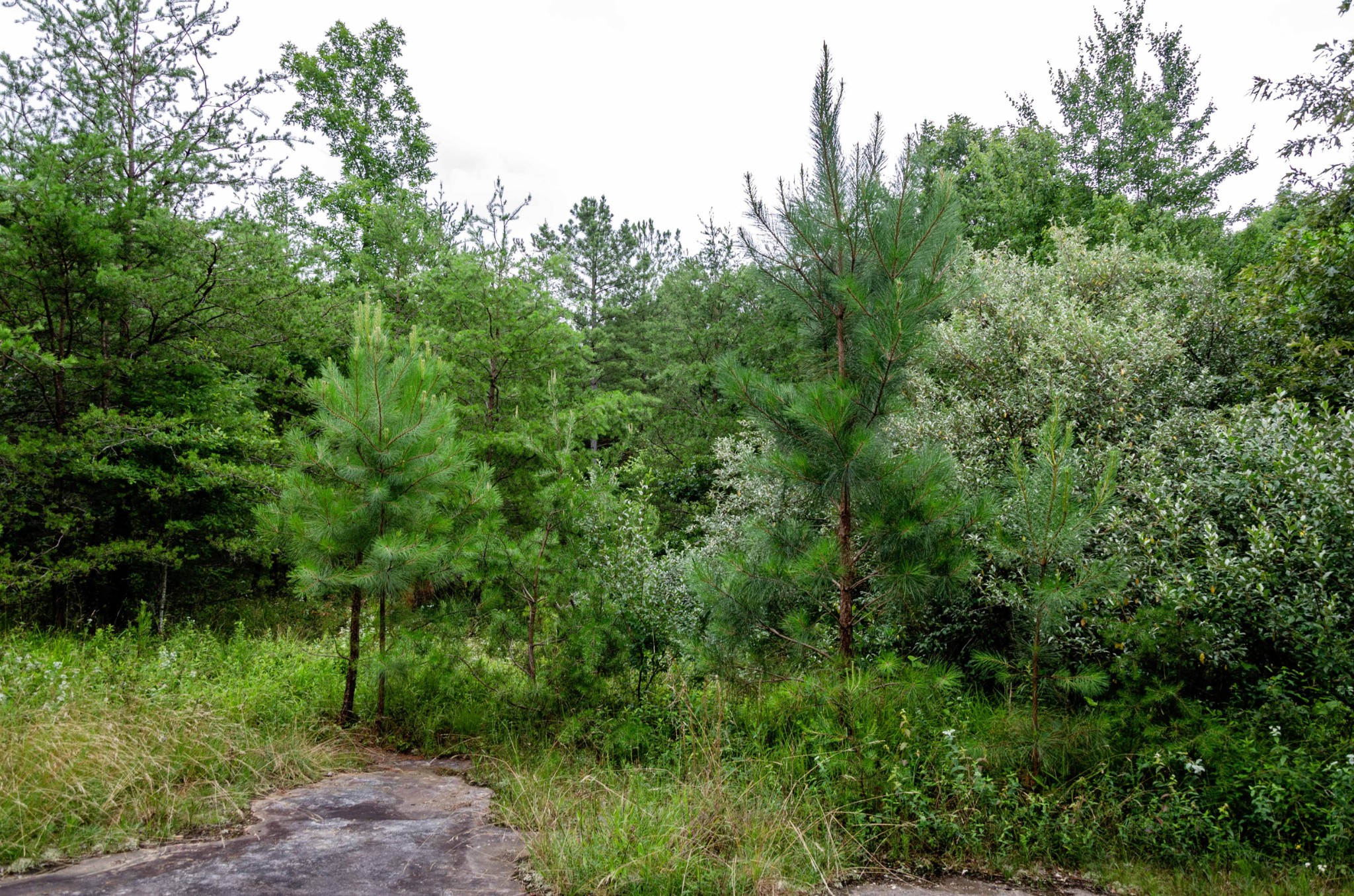 0 Valley Lane Spencer TN 38585