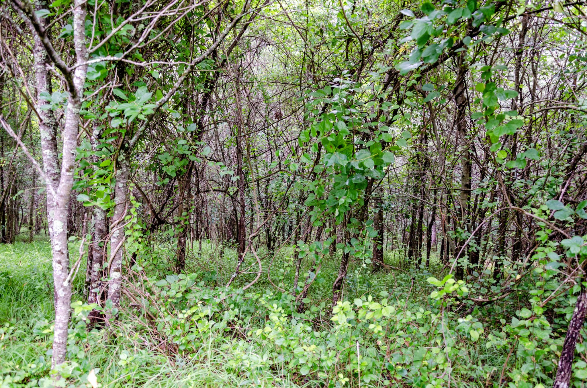 0 Valley Lane Spencer TN 38585