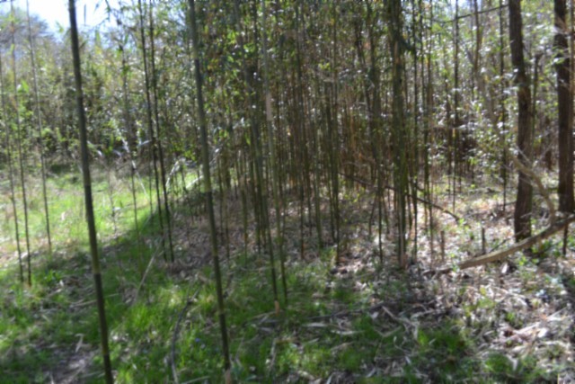 0 Boles Road Hilham TN 38568