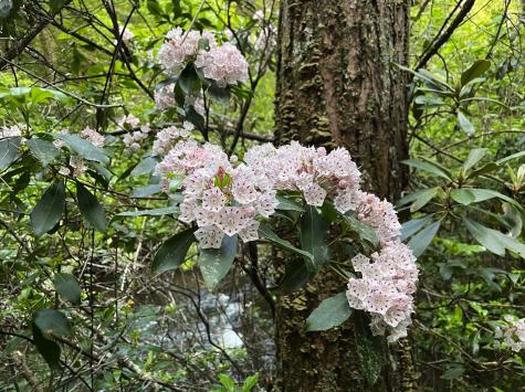 0 N Rim Drive Coalmont TN 37313