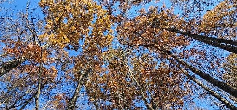 0 Woods Road Dunlap TN 37327