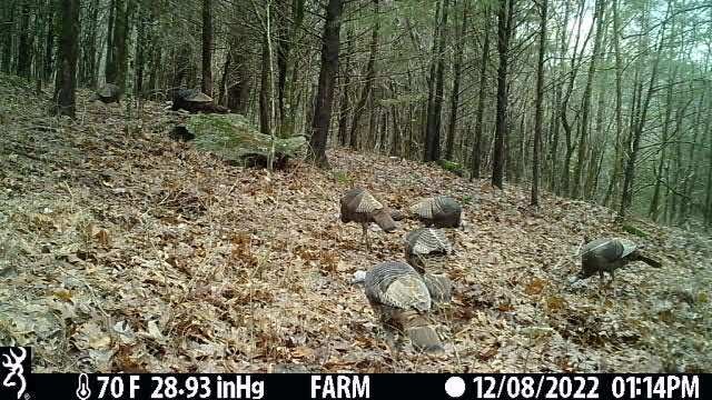 1964 Bradford Road Petersburg TN 37144
