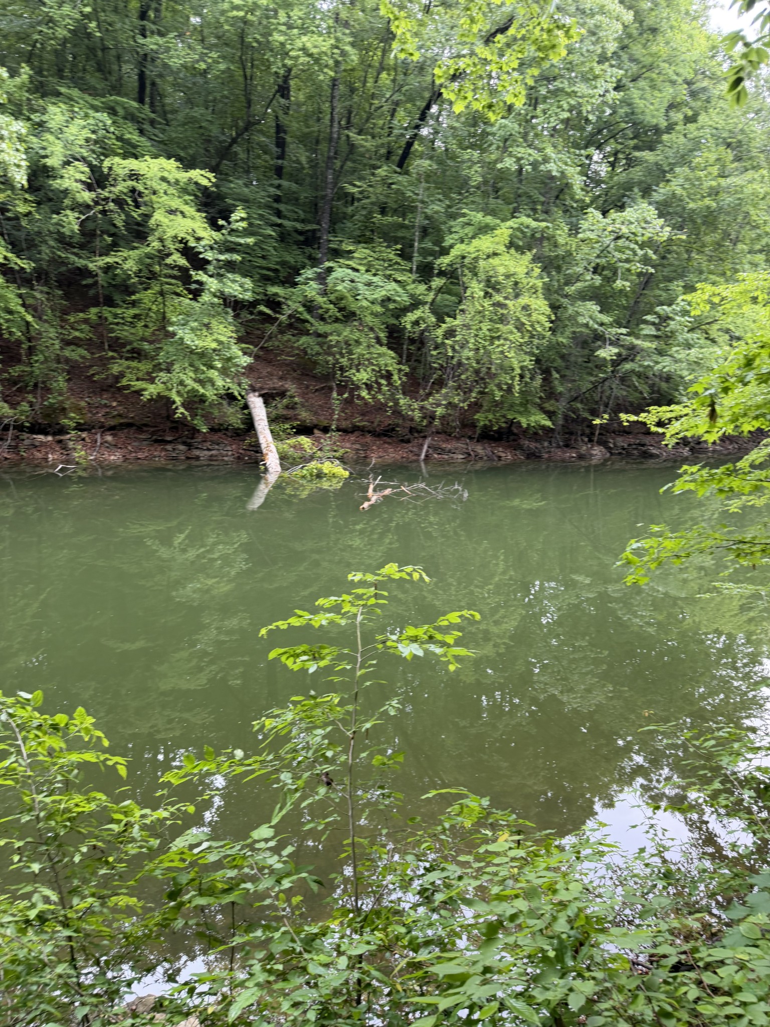 0 Elklore Avenue Estill Springs TN 37330