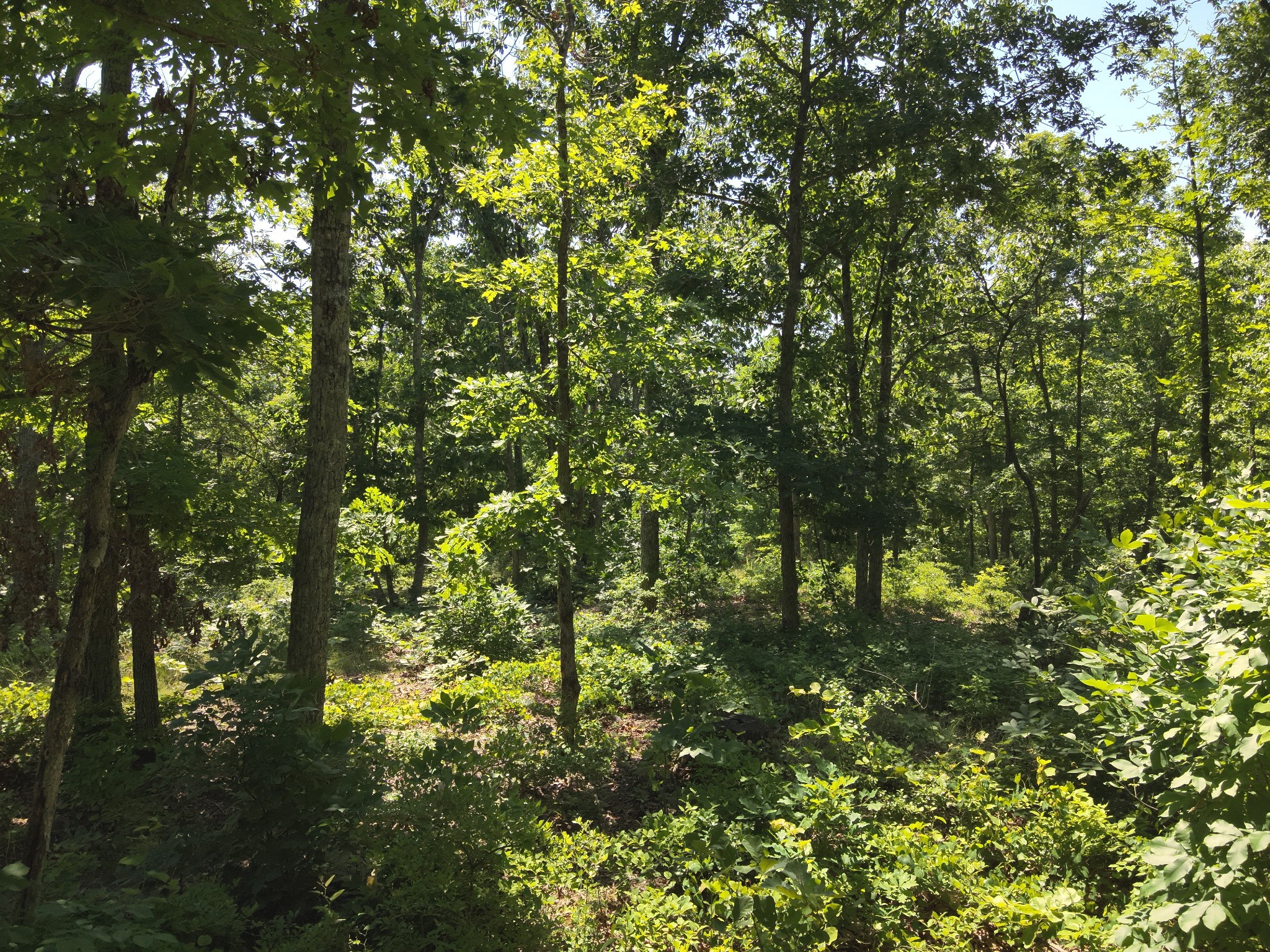 0 Bear Creek Road Waverly TN 37185