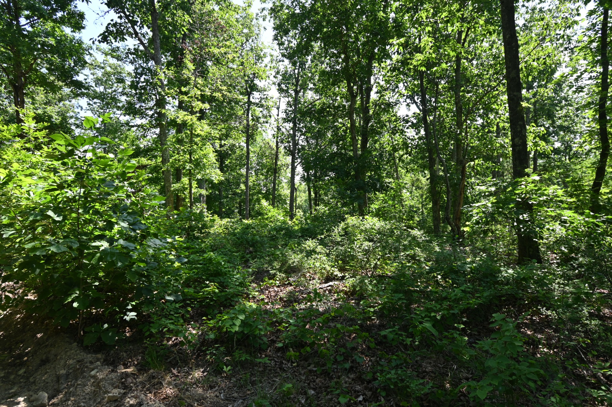 0 Bear Creek Road Waverly TN 37185