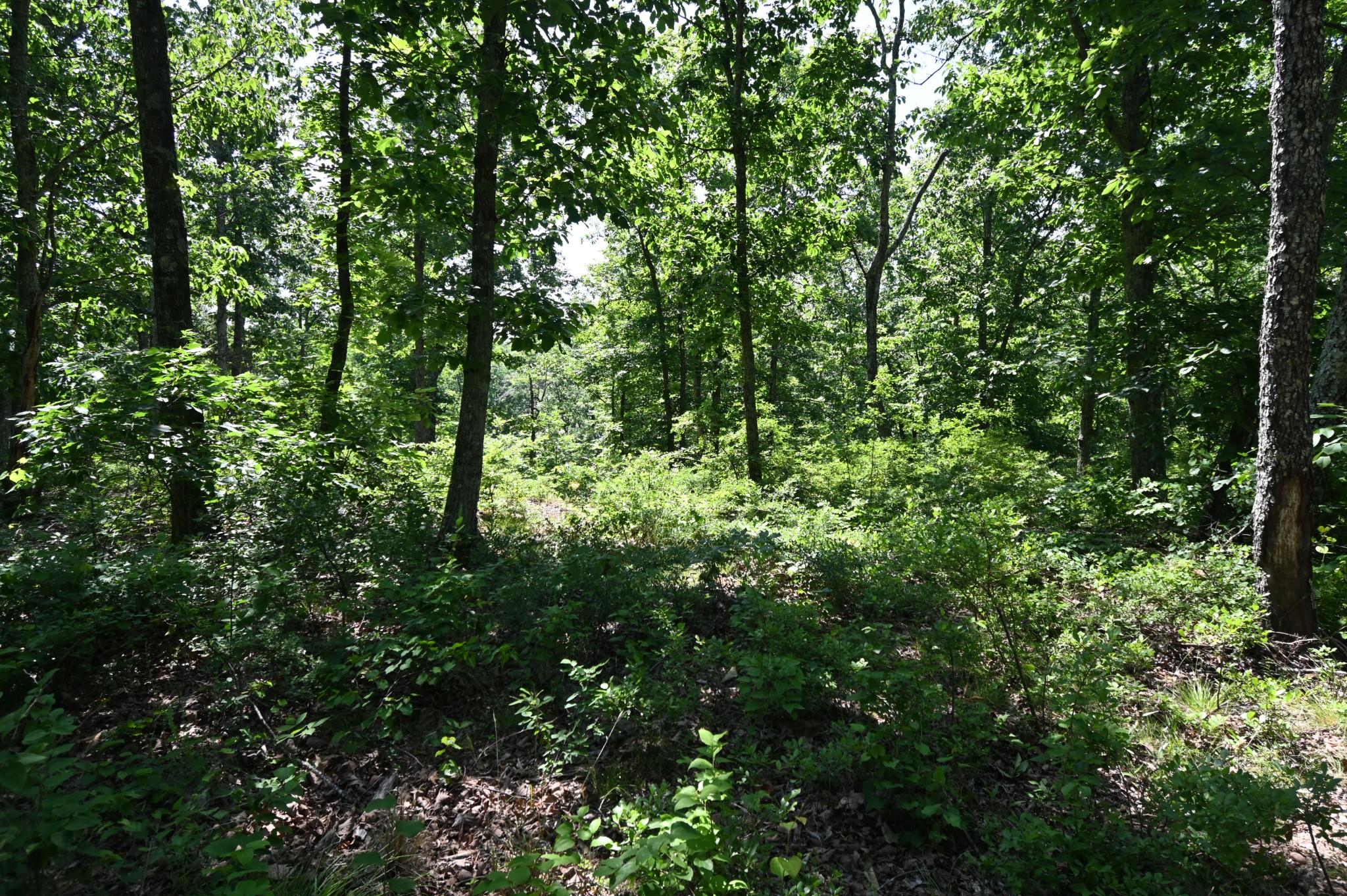 0 Bear Creek Road Waverly TN 37185