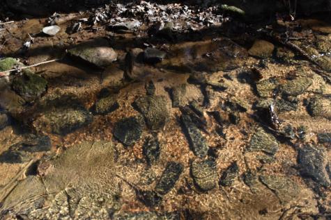 305 Timberwood Trace Monteagle TN 37356