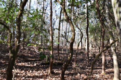 305 Timberwood Trace Monteagle TN 37356