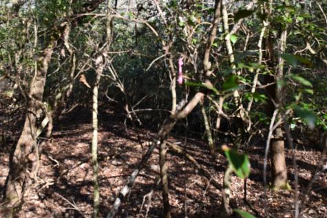 305 Timberwood Trace Monteagle TN 37356