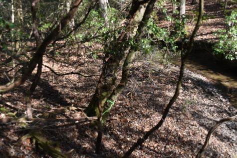 305 Timberwood Trace Monteagle TN 37356