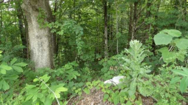 0 Livingston Highway Byrdstown TN 38549