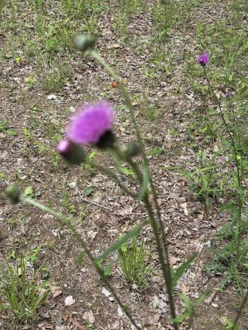 284 Jasper Creek Court Jasper TN 37347