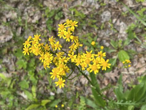 284 Jasper Creek Court Jasper TN 37347