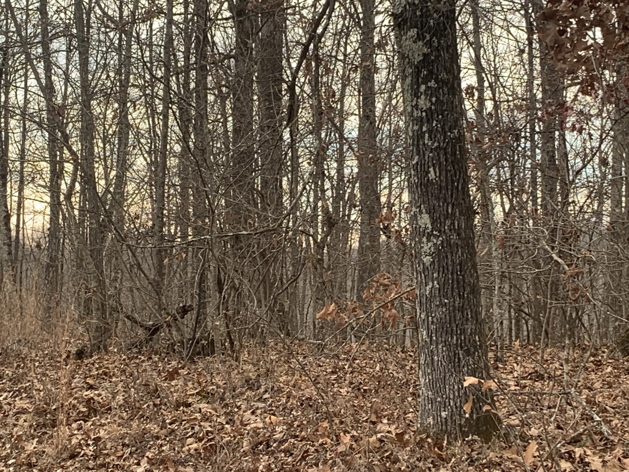0 Rocky Point Road Tennessee Ridge TN 37178