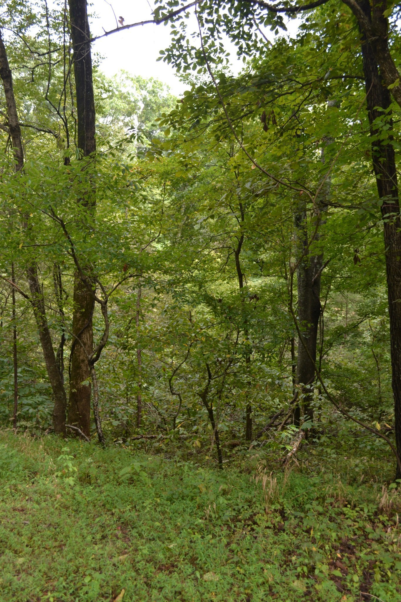0 Pond Drive Gallatin TN 37066