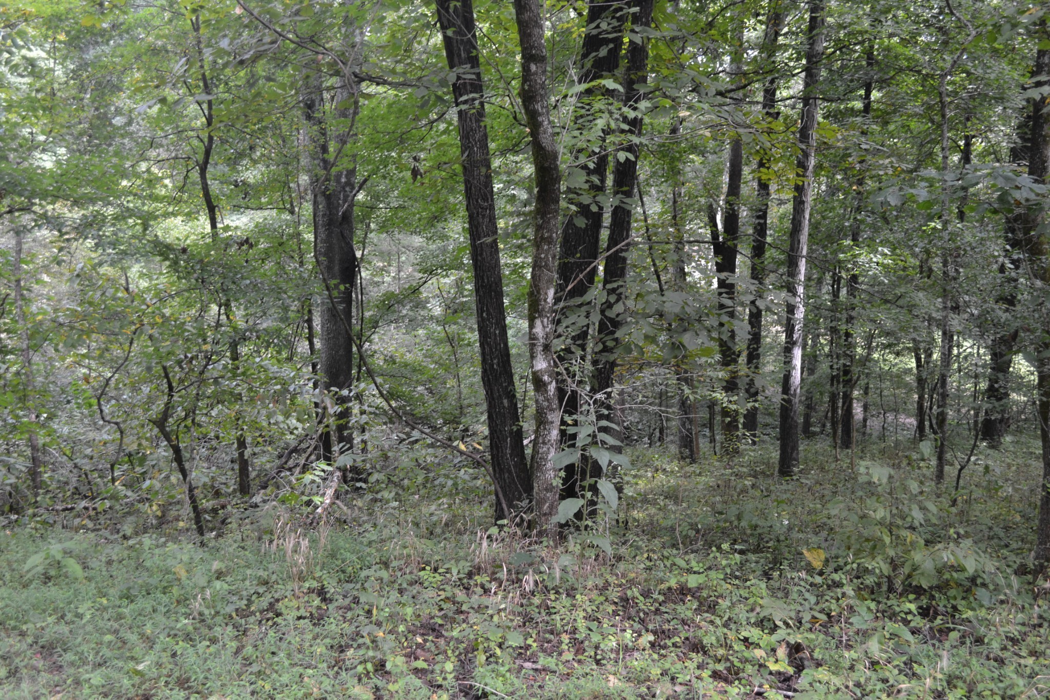 0 Pond Drive Gallatin TN 37066