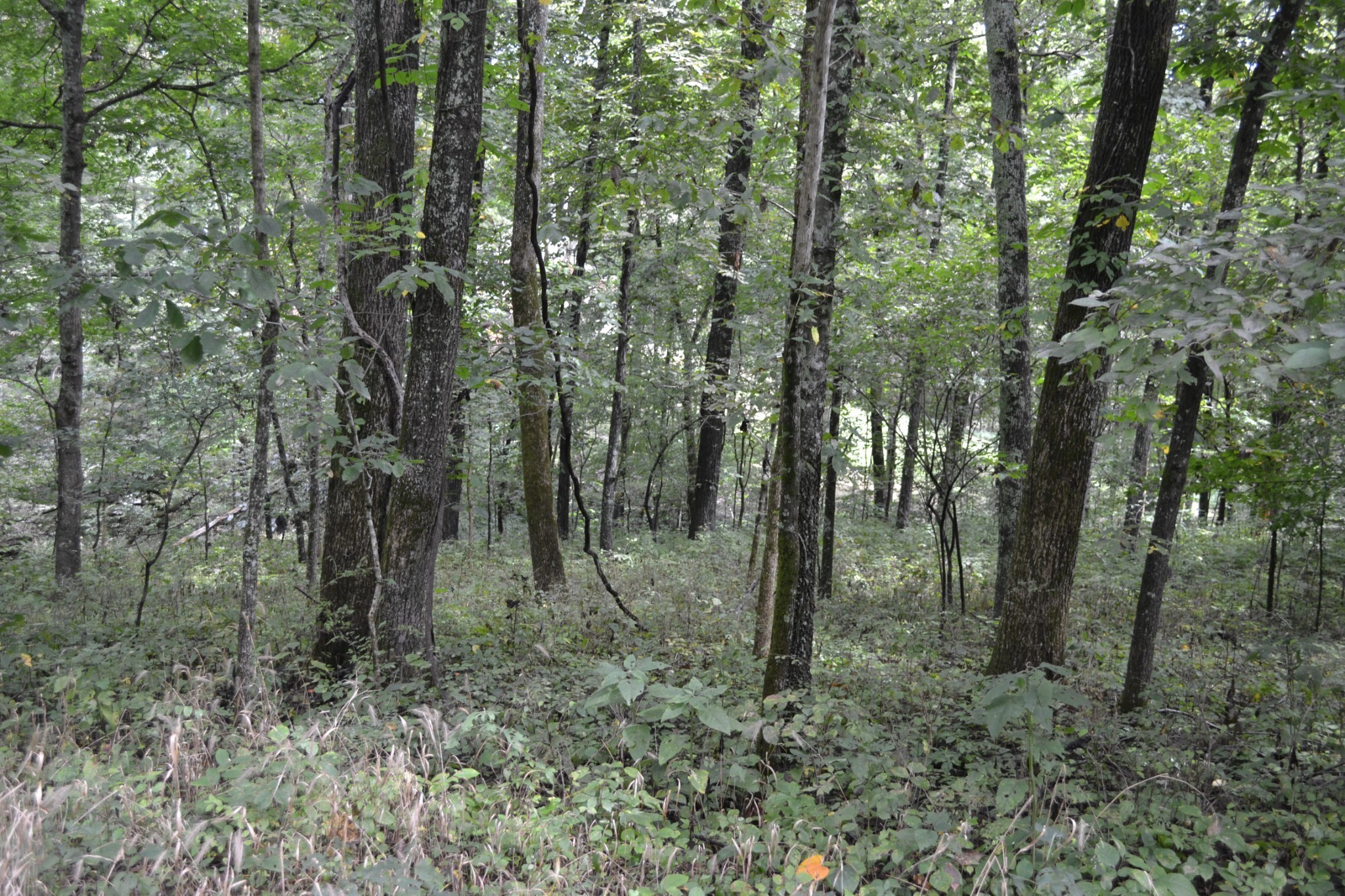0 Pond Drive Gallatin TN 37066