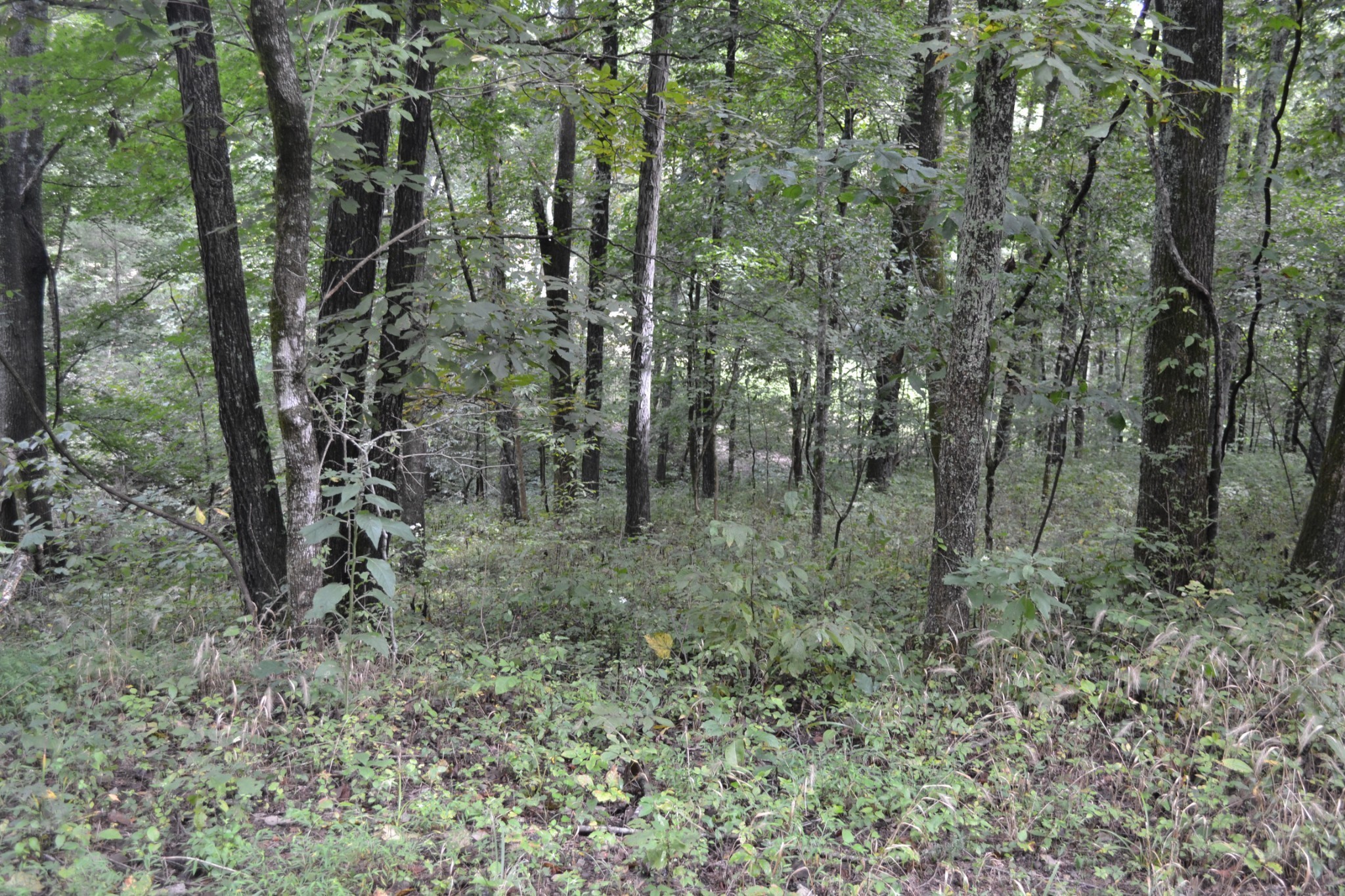 0 Pond Drive Gallatin TN 37066