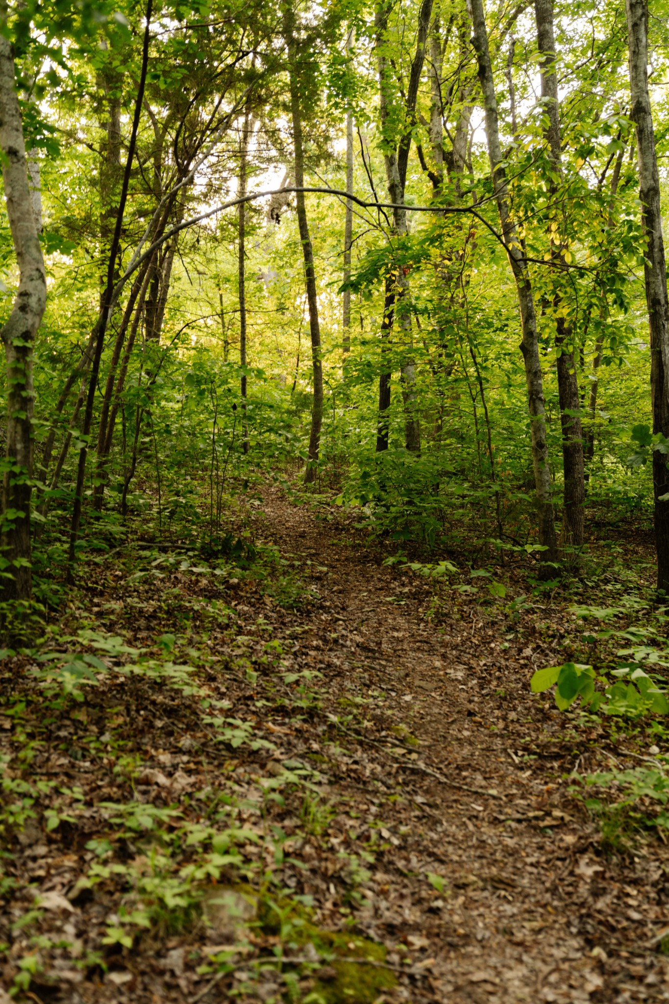 8012 Rose Ridge Pvt Lane Fairview TN 37062