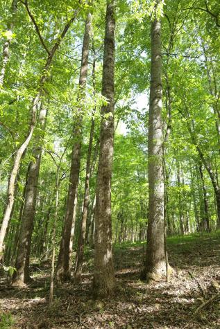 0 Highland Ridge Road Estill Springs TN 37330