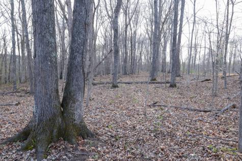 0 Bell Hollow Road Vanleer TN 37181