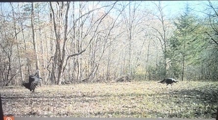 475 Old Elkton Pike Fayetteville TN 37334