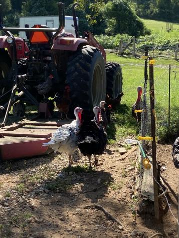 738 Sinking Cove Road Sherwood TN 37376