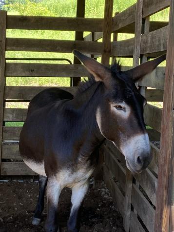 738 Sinking Cove Road Sherwood TN 37376