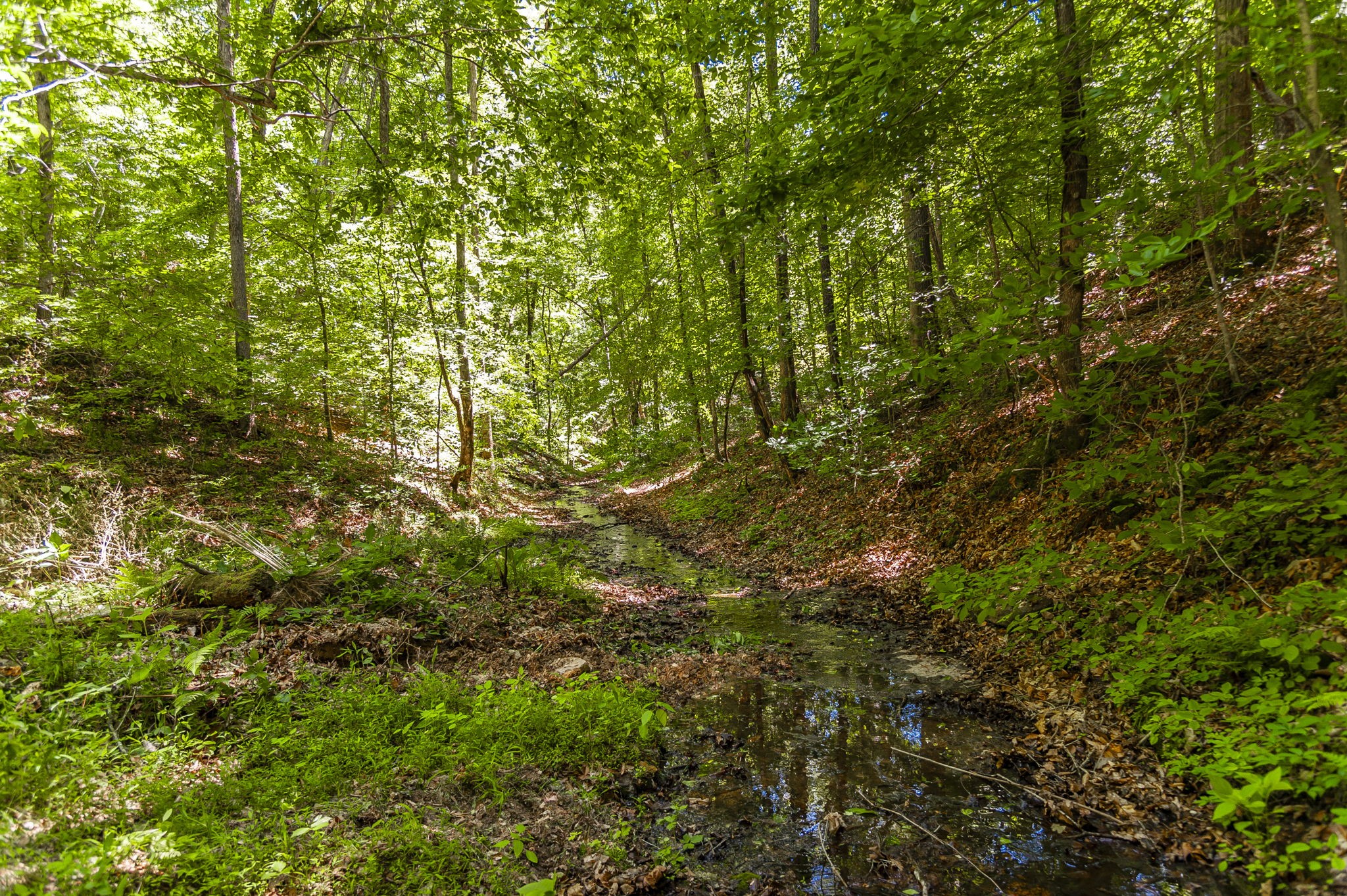 8388 Cub Creek Road Nashville TN 37209