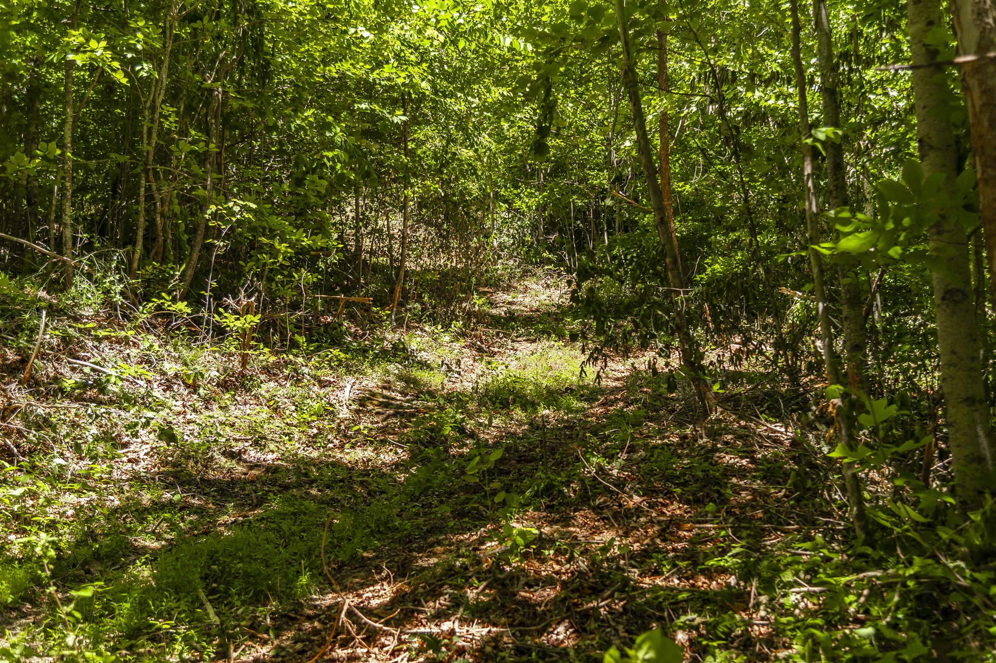 8388 Cub Creek Road Nashville TN 37209